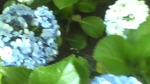 Many bouquets of blue, white and yellow hydrangea in the flower shop, divine! [Nature & Animals]