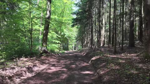 German Forest Walk