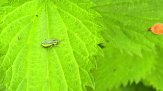 Short videos of insects cut together / weevil and blood cicada are also included.