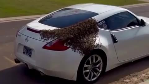 A swarm of up to 20,000 bees can follow a car if their queen gets inside in the vehicle