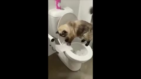 Funny animals - Funny cats - dogs - Funny animal videos