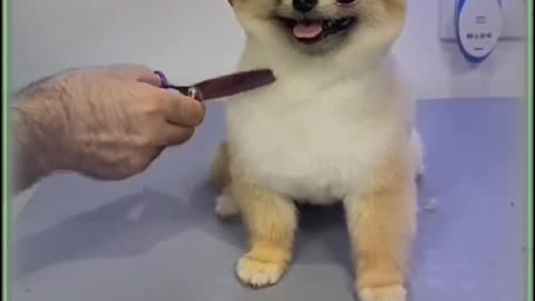 Cute dog 🐶 in salon ✂️