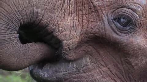 Elephant viral life. Elephant life.viral video