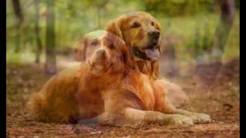 Dog - Golden Retriever