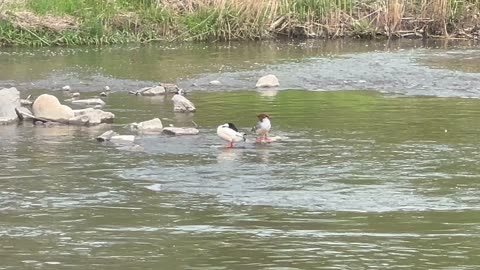 American Mergansers cleaning up