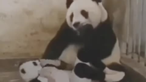 Wait for the panda's reaction 😂