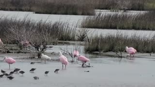 Roseate Spoonbills out on the Wetlands