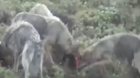 unbelievable wolves attack moose with cub
