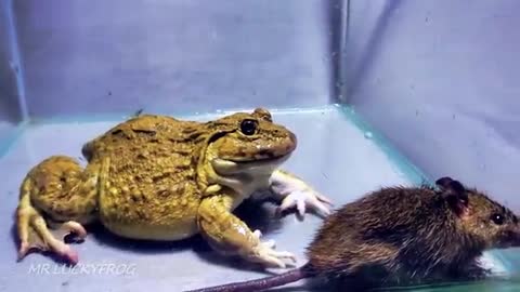 Asian Bullfrog Tries To Eat Mouse! Warning Live Feeding