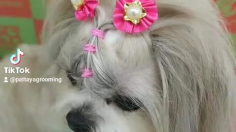 "PATTAYA DOG GROOMING" CHANNEL ON YOUTUBE & RUMBLE - PLEASE SUBSCRIBE !
