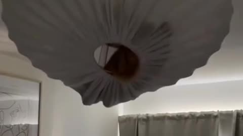 Cat Jumps for Lamp