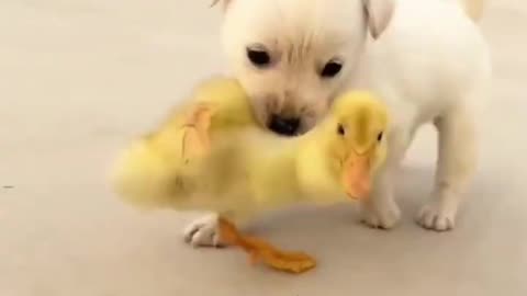 Puppy and Duckling Friendship | Puppy and Ducklings | A beautiful moment in life #puppy #duck