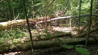 Bigfoot is destroying our trails