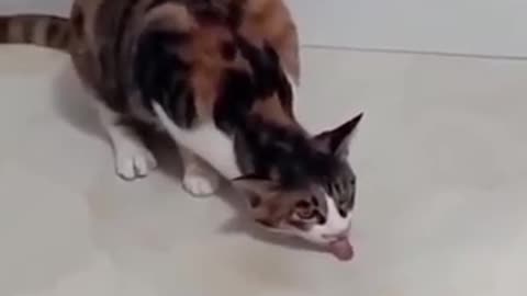 Funny cat