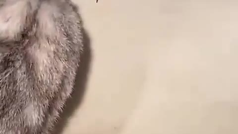 Funny animals, cat plays with a large spider wait until the end