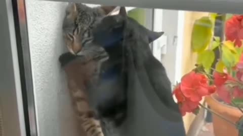 Funny cat romancing each other 😂😂🤣✨❤️❤️