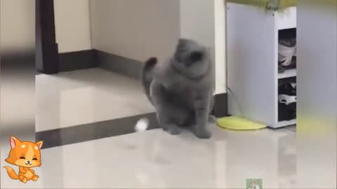 Cute Funny Cat