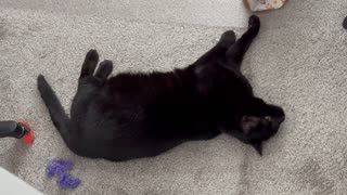 Adopting a Cat from a Shelter Vlog - Cute Precious Piper Does Her Morning Stretching Exercise