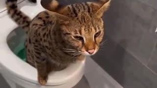 Cat gone to toilet🐈🐈🐈🐈🐈