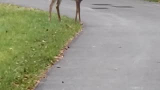 Deer Looking Before Crossing The Road