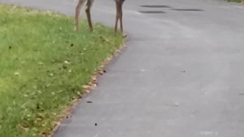 Deer Looking Before Crossing The Road