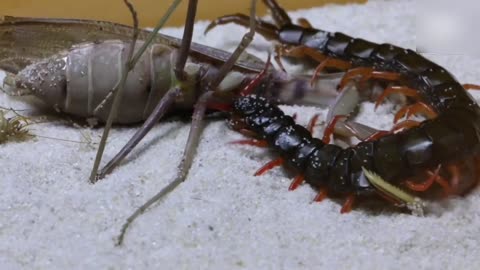 centipede vs praying mantis battle to the death