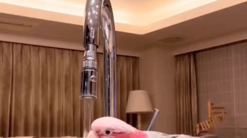 Bird trying to drink water 😂😂😂 bird funny video😂😂😂