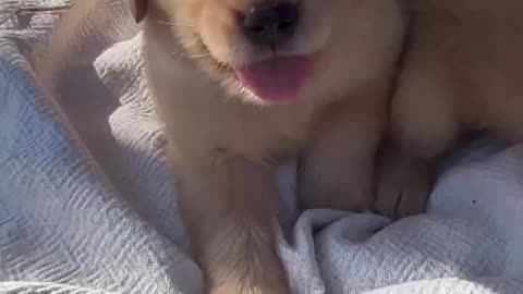 Most Adorable Golden Retriever Puppy Litter