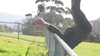 How animals get over a fence 😂