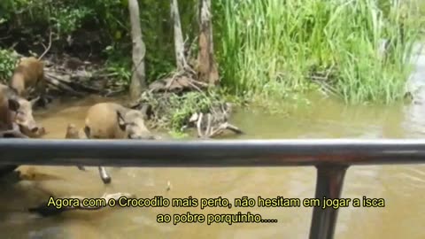 pig fell into crocodile pit