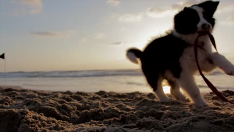 A Dog Play Sea Beach