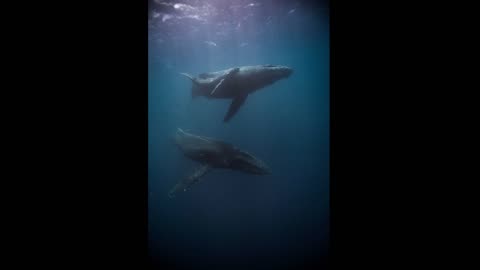 8 Hours of Whale Sounds Deep Underwater for Sleep, Mediation and Relaxation