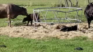 Cow Grooming Her Calf in Orlando, Florida