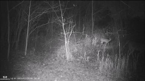 Backyard Trail Cams - Group of Does Invade Back Yard.