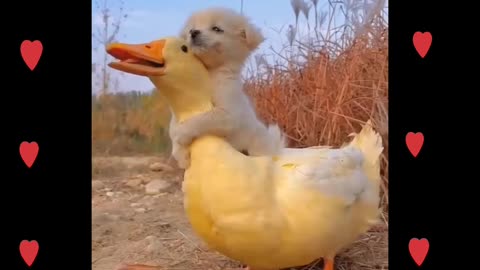 Cute Puppy and Duck😍