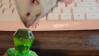 Albino Pet Rat Cleans off Paws on Keyboard