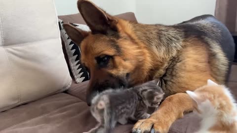 German Shepherd Attacked by Cute Tiny Kittens