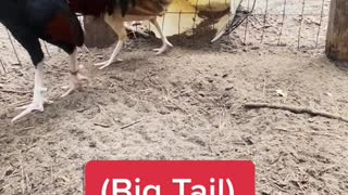 (Big Tail) Dan Gray Roundhead Brood fowl