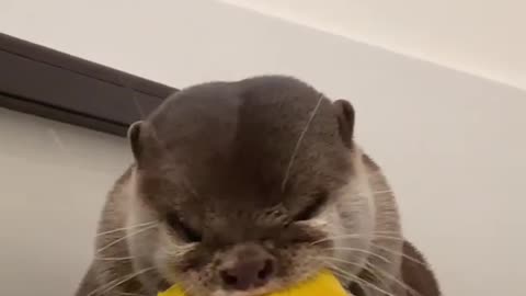 Otter chewing face🦦