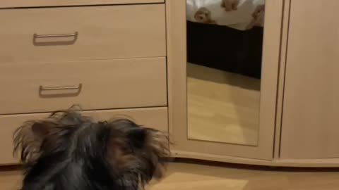 Yorkie puppy barks at herself in mirror