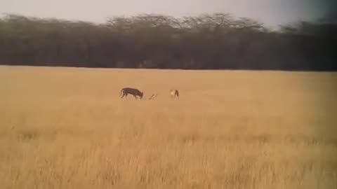 Indian plains wolf vs blackbuck antelope