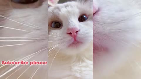 funny cats meow baby cute compilation [cat-cash home)