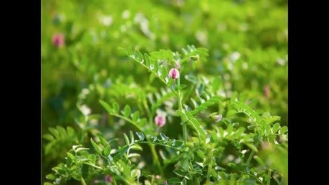 USask Science 4 Lentil Management