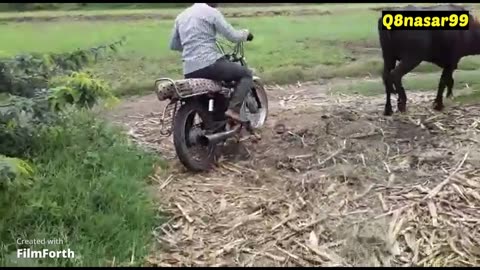 Funny video Buffalo and TVS 50 motorcycle