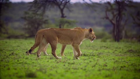 Pair of Lionesses Walking Together