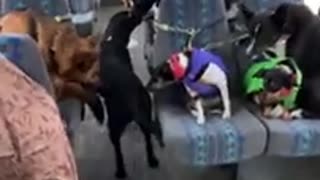 WOW!!! A DOG BUS?! Cute and gentle dogs getting on a bus for a ride.