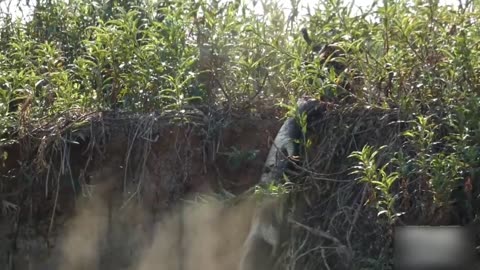 Jaguar attacks alligator