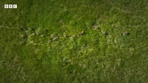 Baboon troop clash with pack of cheetahs | Serengeti - BBC