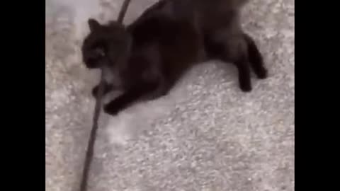 Funny Cats Video Compilation Pt.1