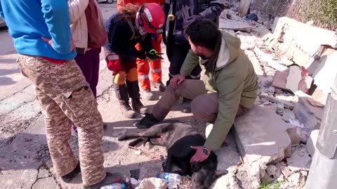 Dog awaits owner trapped under rubble in Turkey